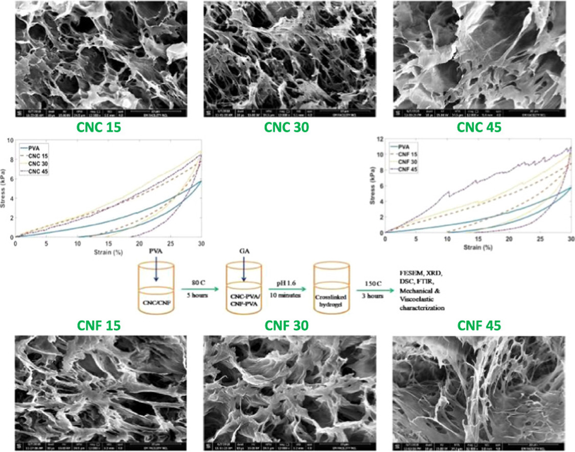 Nanocellulose PVA xerogel graphical abstract